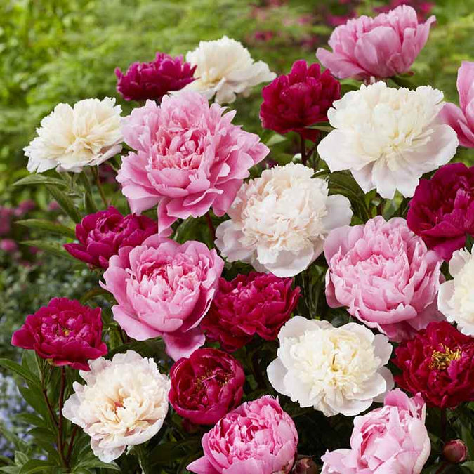 peony mix