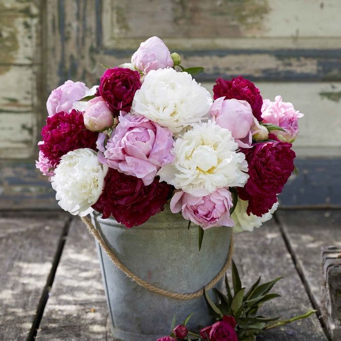 peony mix