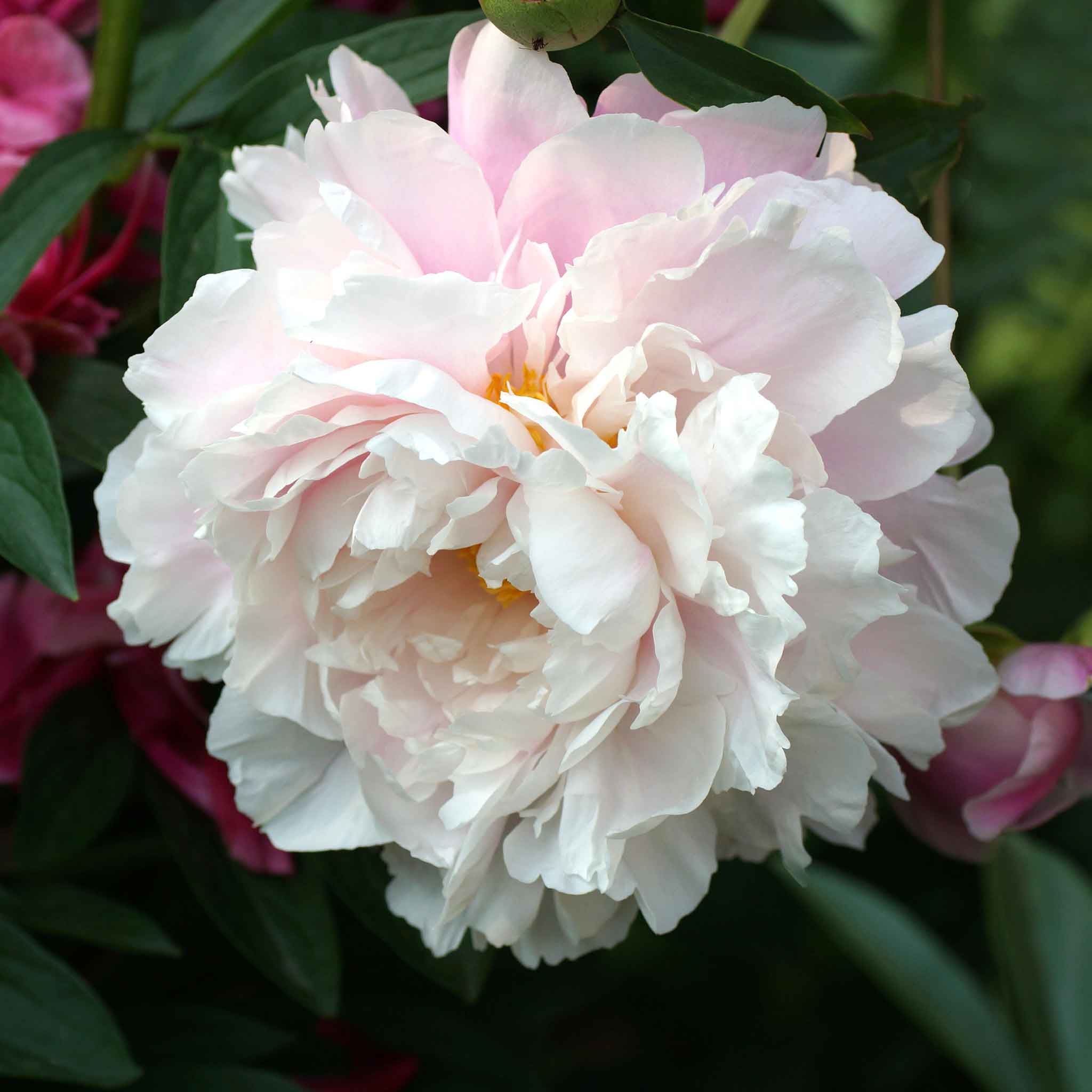 Peony Bulbs - Morning Kiss | Flower Bulbs | Eden Brothers