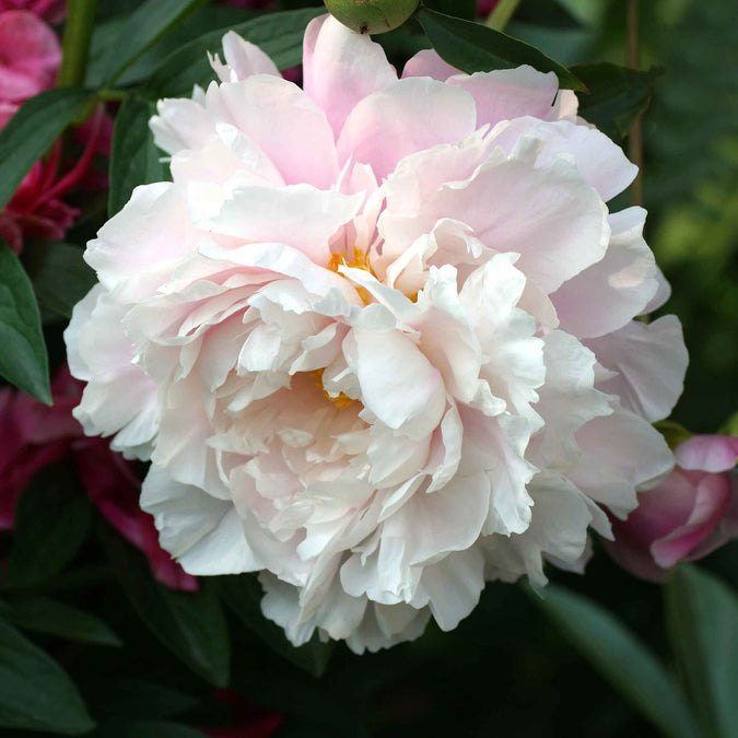 peony morning kiss