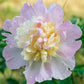 peony raspberry sundae