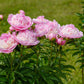 peony raspberry sundae