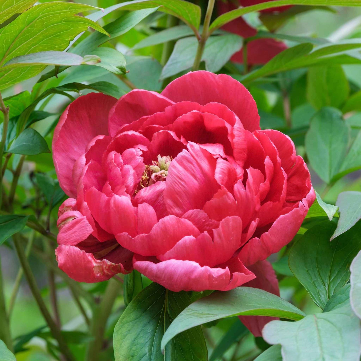 peony red sarah bernhardt