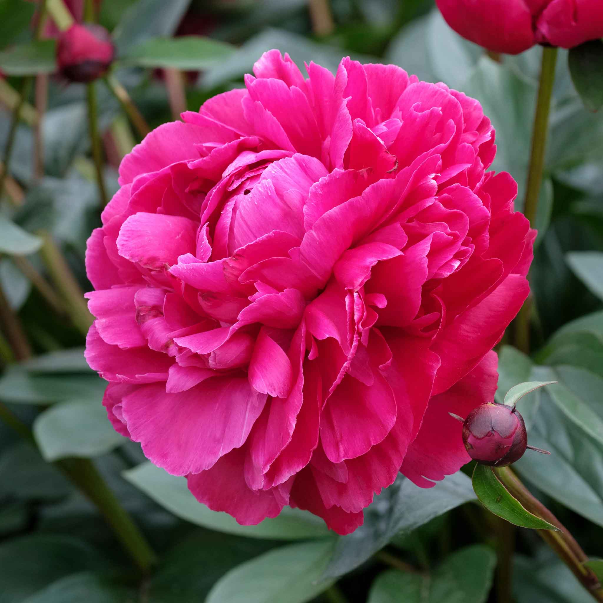 Peony Bulbs - Red Sarah Bernhardt | Flower Bulbs | Eden Brothers