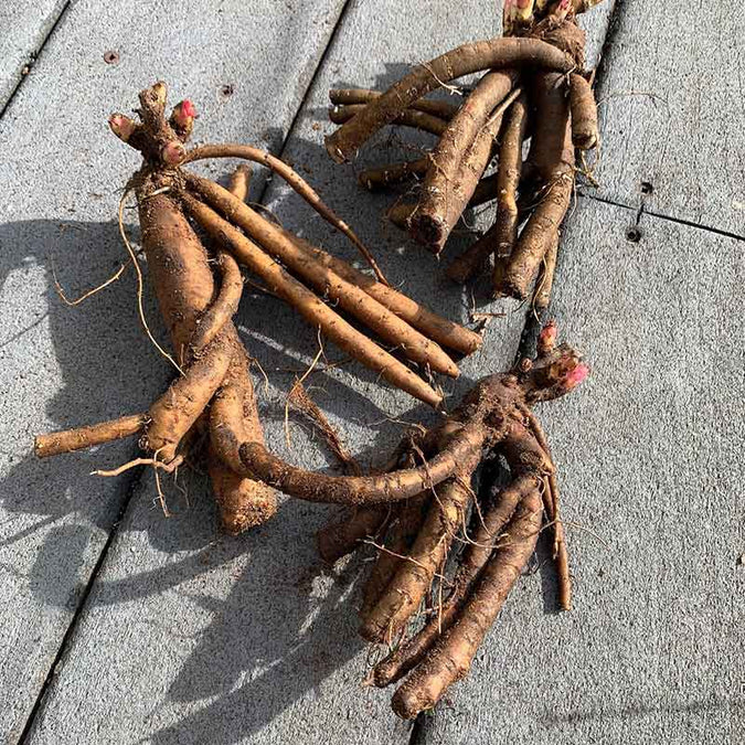 peony roots