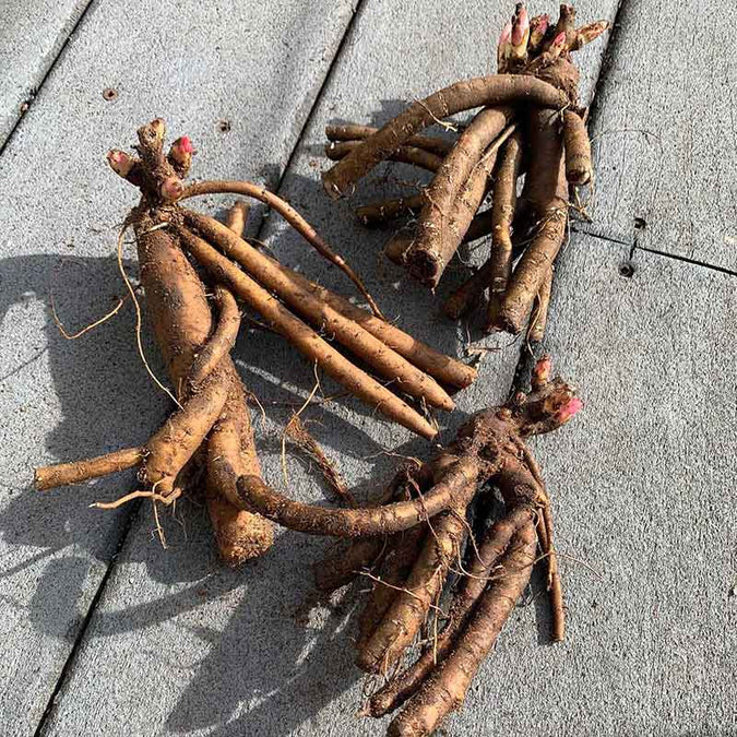 peony roots