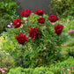 itoh peony scarlet heaven | copyright: Floramedia UK Ltd