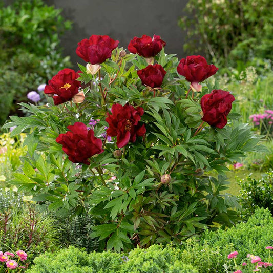 itoh peony scarlet heaven | copyright: Floramedia UK Ltd