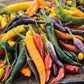 pepper cayenne blend | copyright: Floramedia UK Ltd