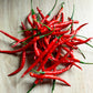 pepper cayenne long thin red