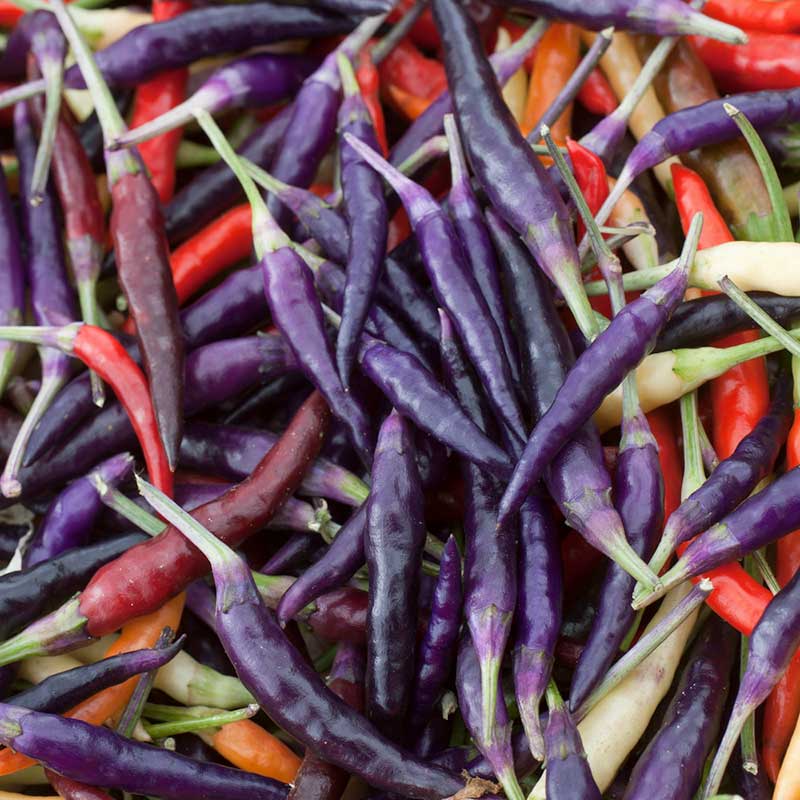 pepper cayenne purple | copyright: Floramedia UK Ltd