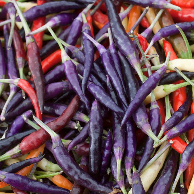 pepper cayenne purple | copyright: Floramedia UK Ltd