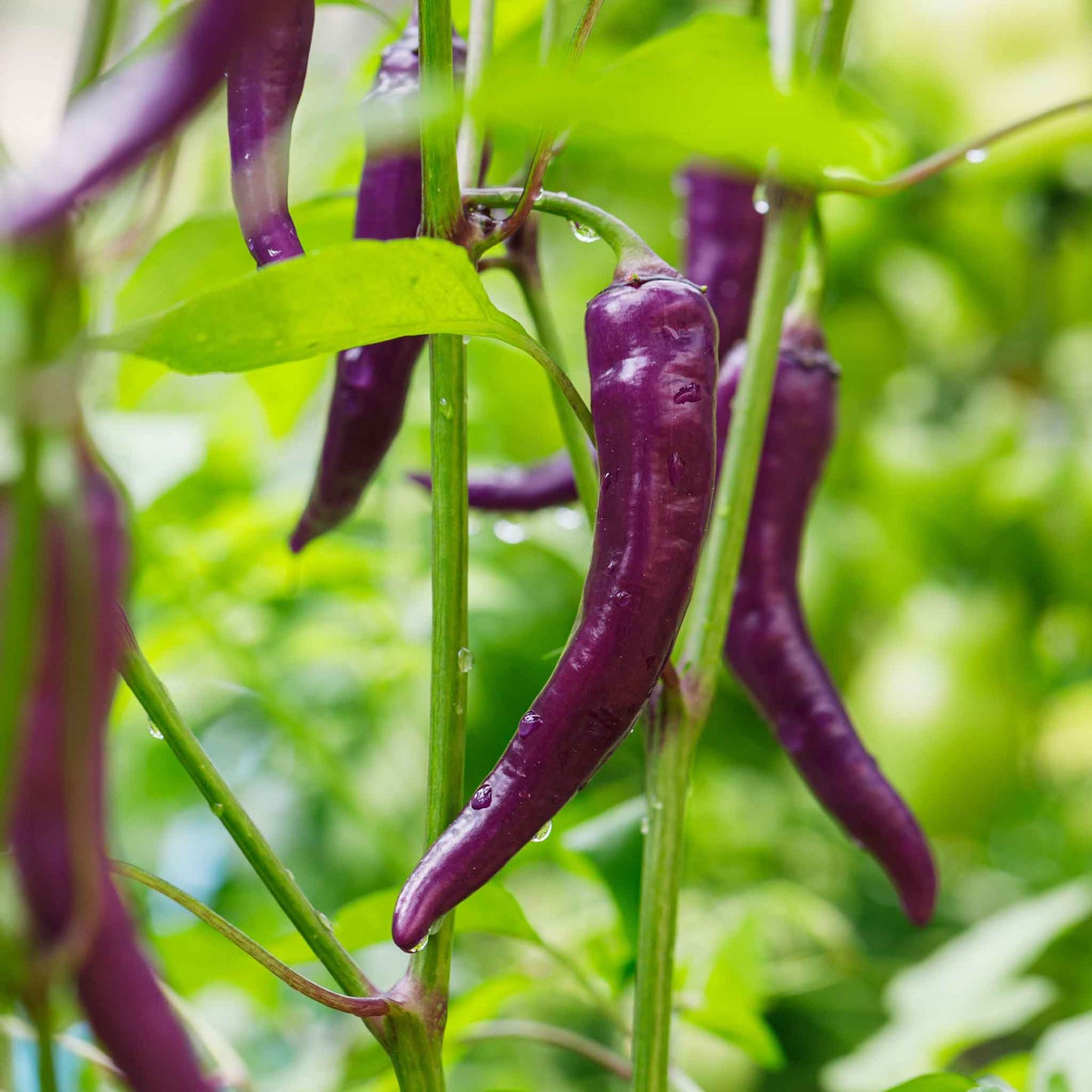 pepper cayenne purple