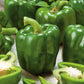 pepper emerald giant