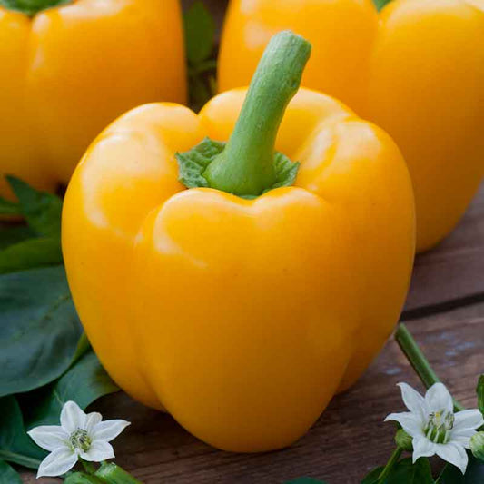 pepper organic golden cal wonder | copyright: Floramedia UK Ltd