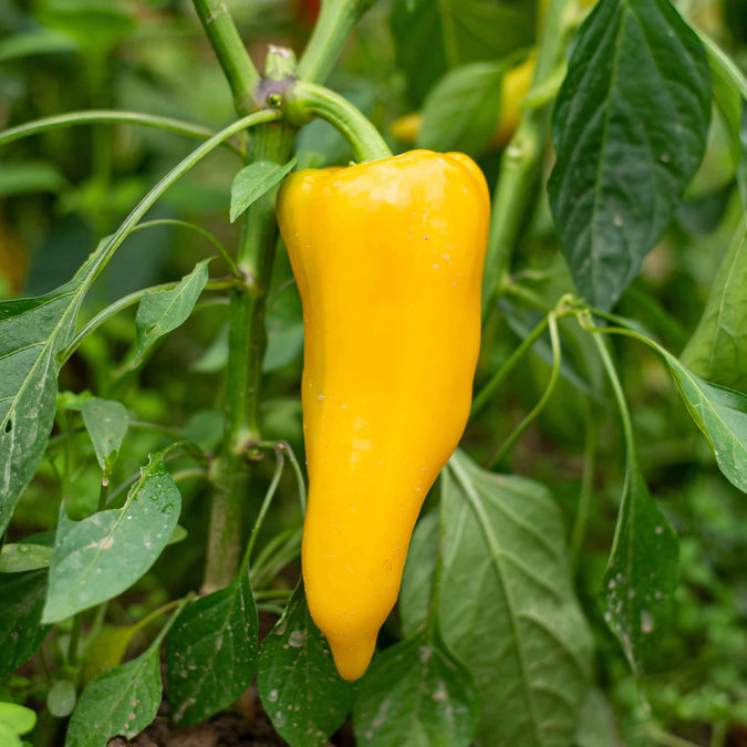 pepper golden marconi