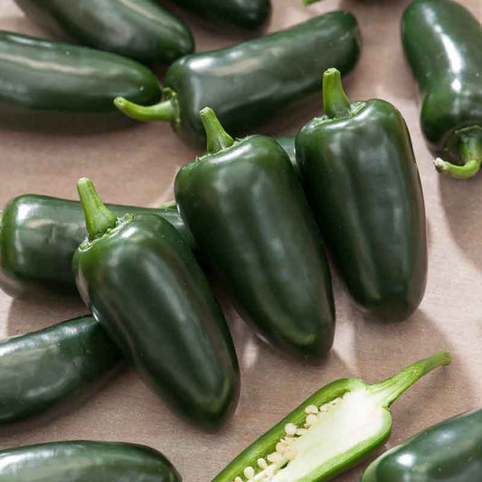 pepper jalapeno m | copyright: Floramedia UK Ltd