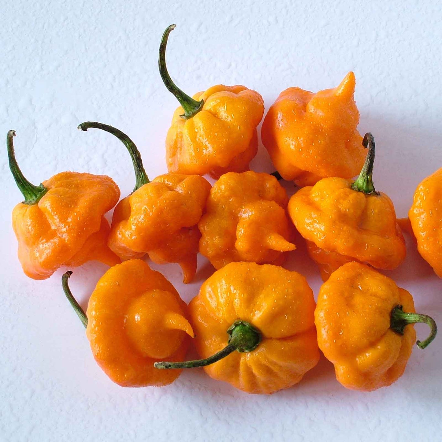 pepper jamaica hot yellow