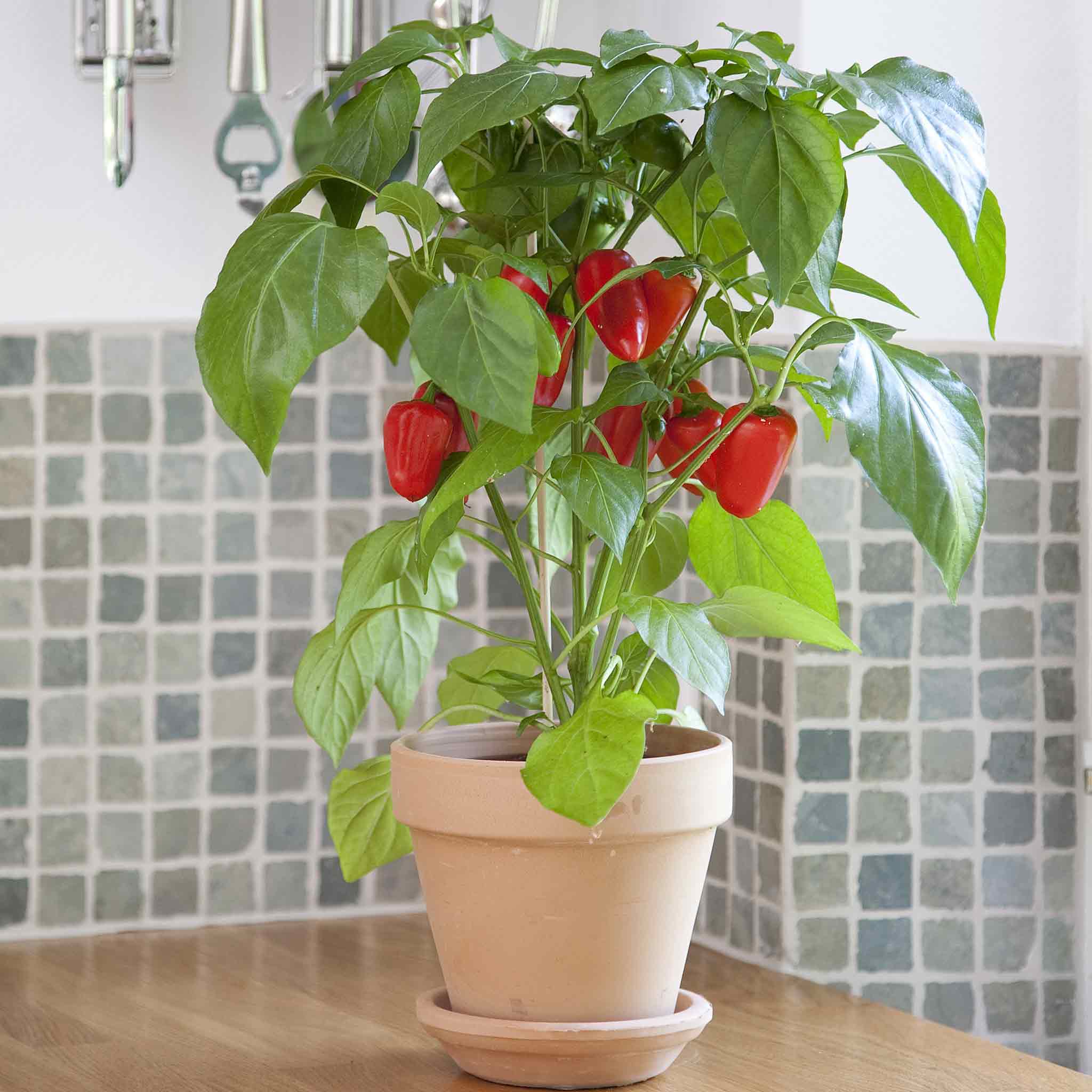 Hot Pepper Seeds - Kitchen Minis 'Fresh Bites Red' | Vegetable Seeds in ...