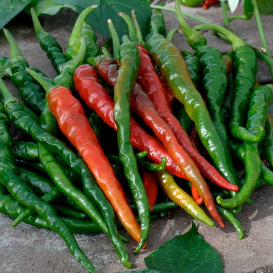 pepper organic cayenne long thin red | copyright: Floramedia UK Ltd