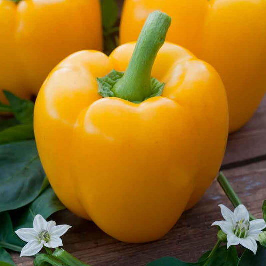 pepper organic golden cal wonder | copyright: Floramedia UK Ltd