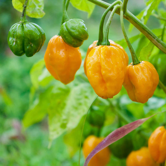 pepper organic habanero orange