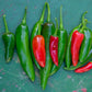 pepper serrano tampiqueno