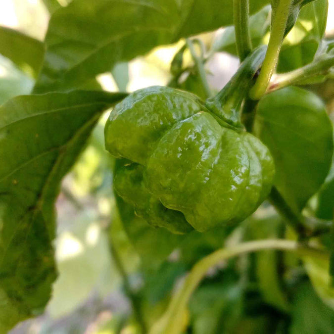 pepper trinidad scorpion