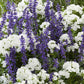 perennial mix bulb collection phlox and salvia