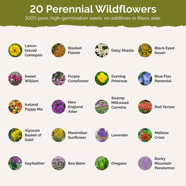 All Perennial - Pollinator Wildflower Mix | Wildflower Seeds | Eden ...