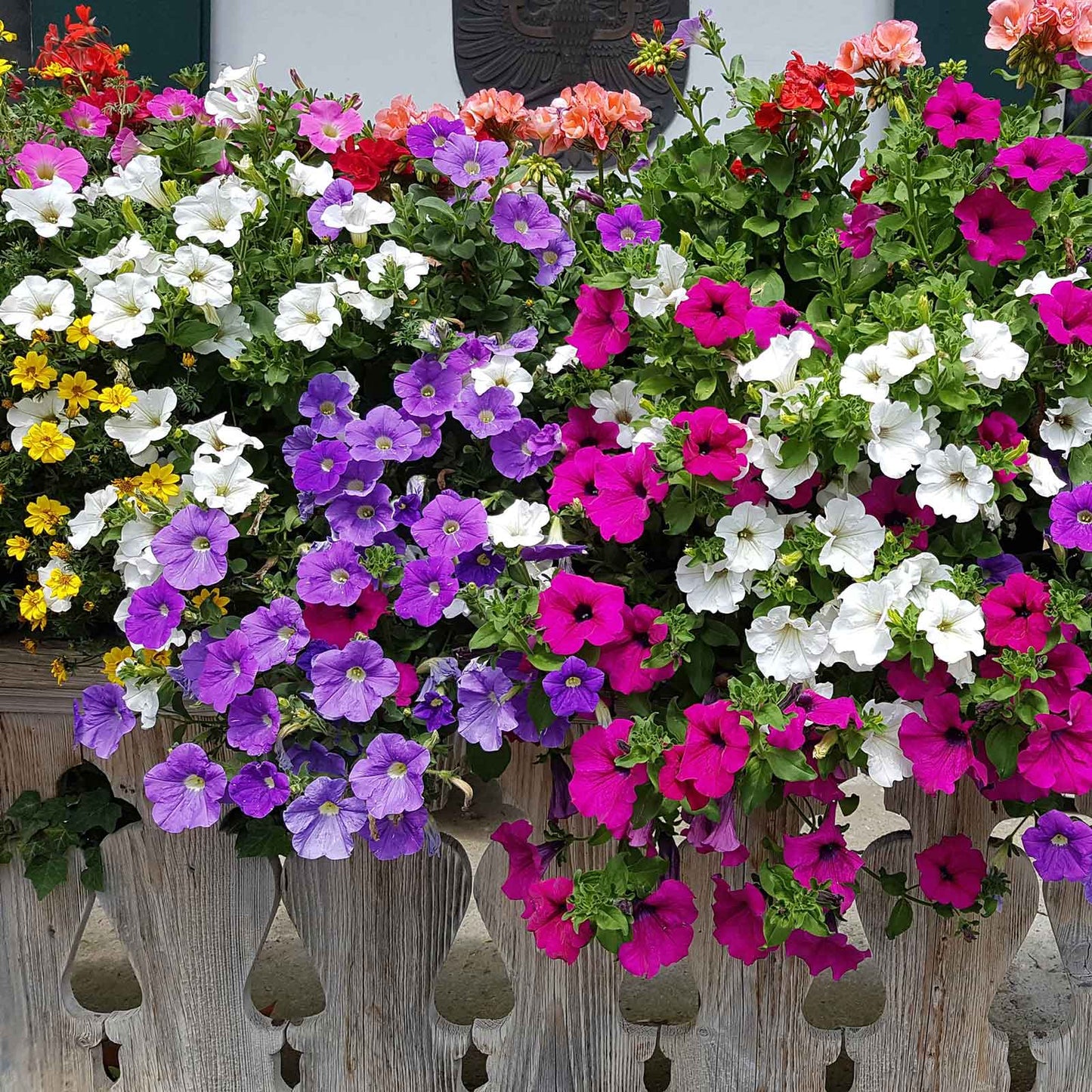 petunia balcony mix