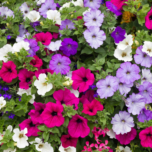 petunia balcony mix