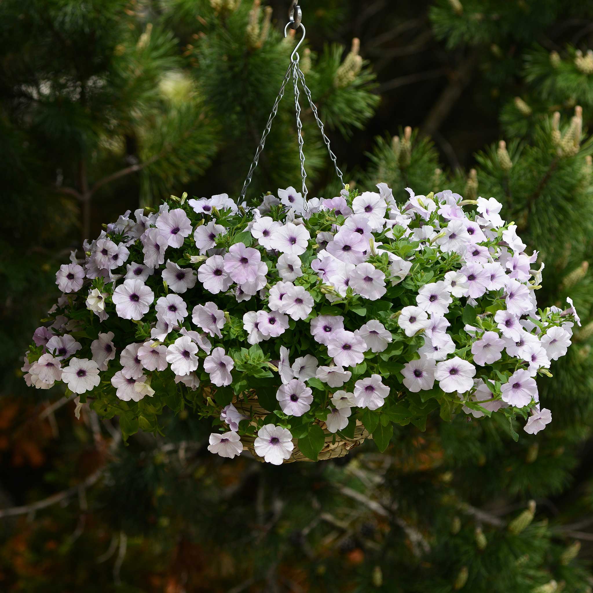 Petunia Seeds - Easy Wave Silver | Flower Seeds in Packets & Bulk ...