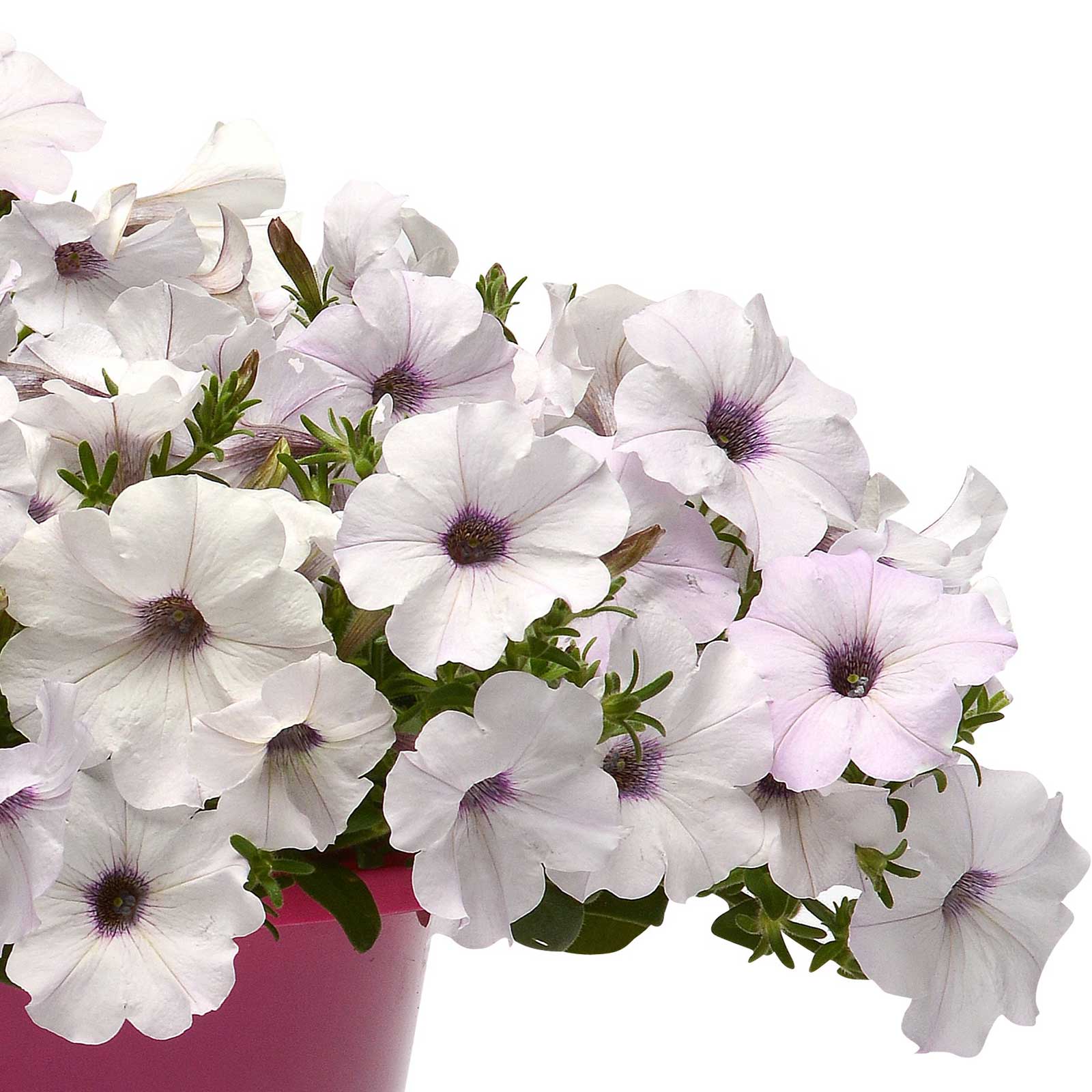 Petunia Seeds - Easy Wave Silver | Flower Seeds in Packets & Bulk ...