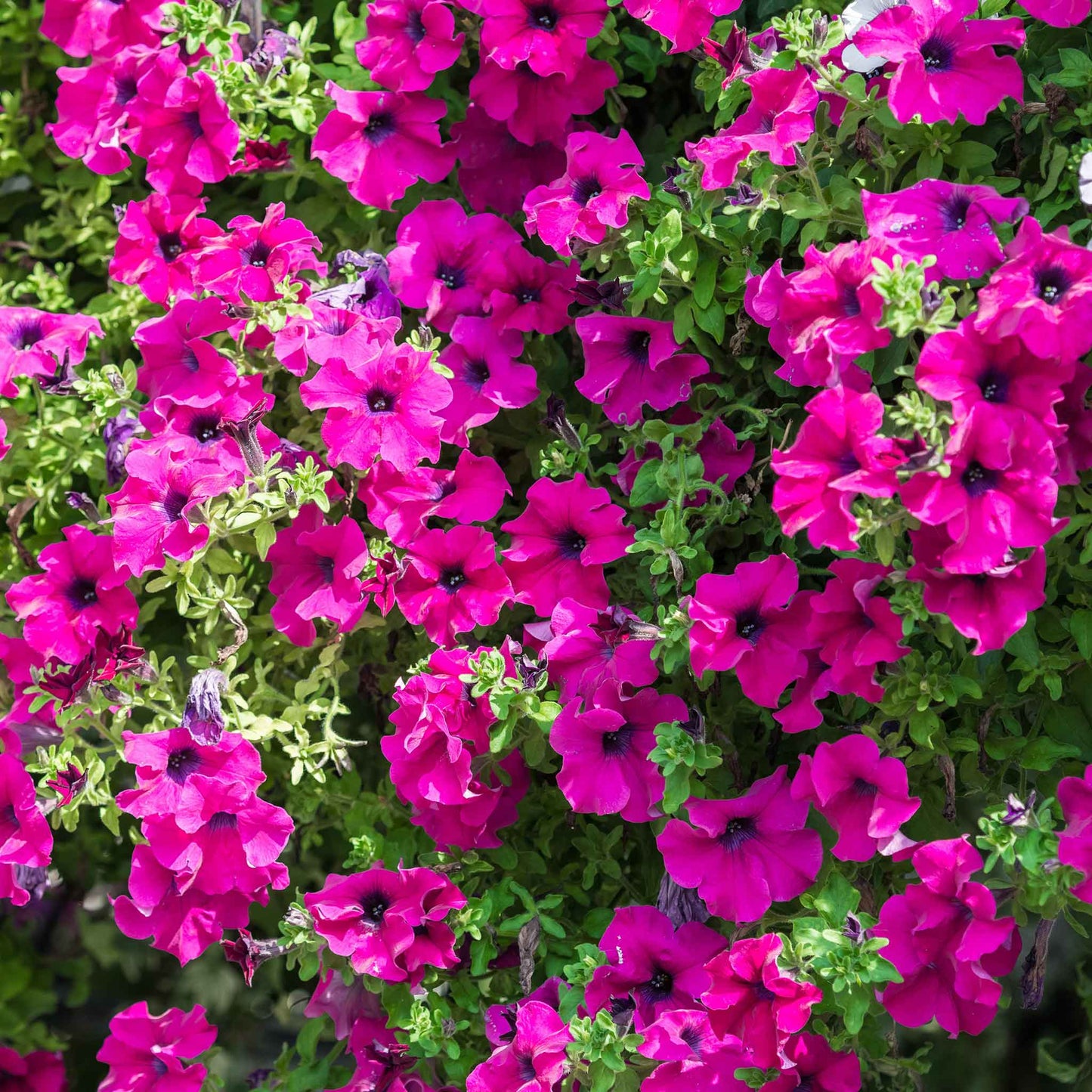 petunia rose of heaven