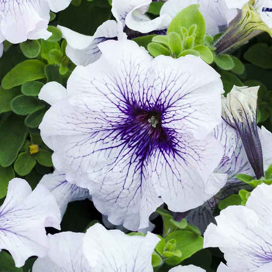 petunia silver blue