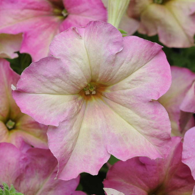 petunia sophistica antique shades