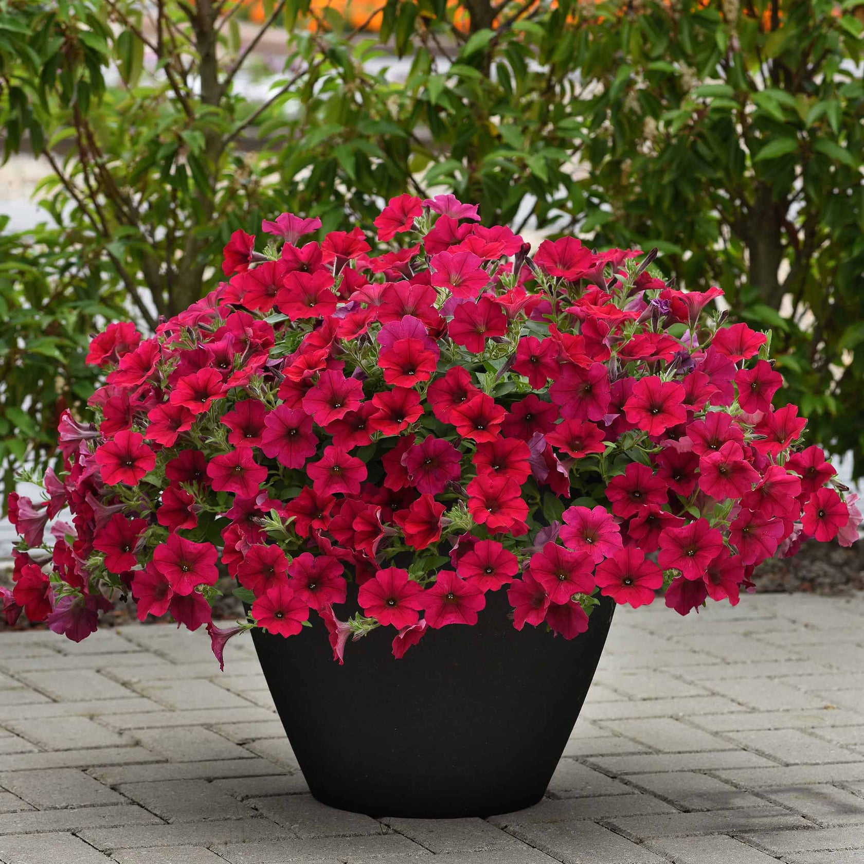 Petunia Seed - Wave Carmine Velour | Flower Seeds in Packets & Bulk ...