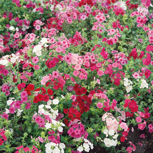 phlox annual dwarf mix