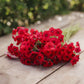 phlox red