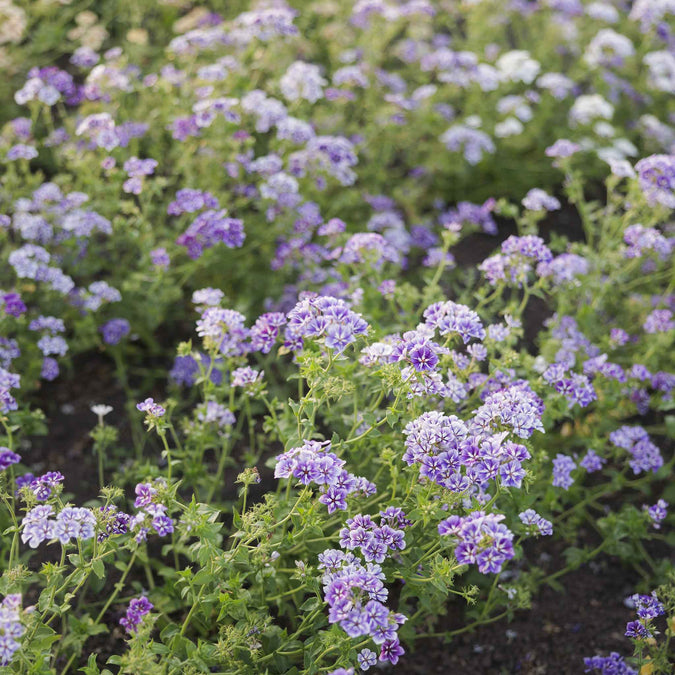 phlox sugar star