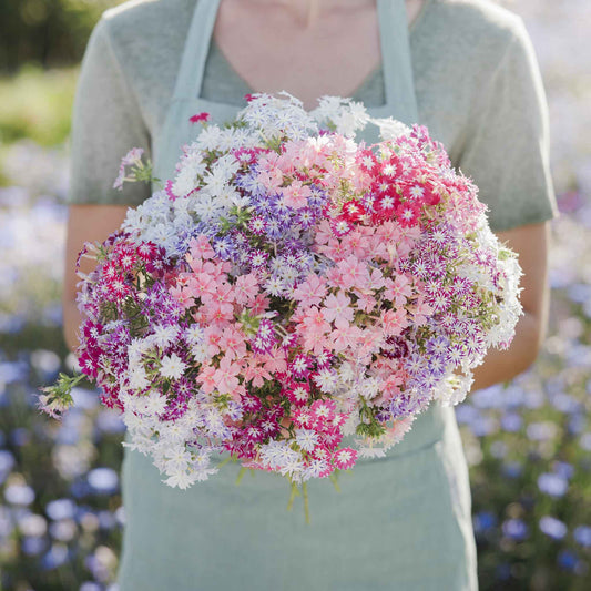 phlox twinkle mix