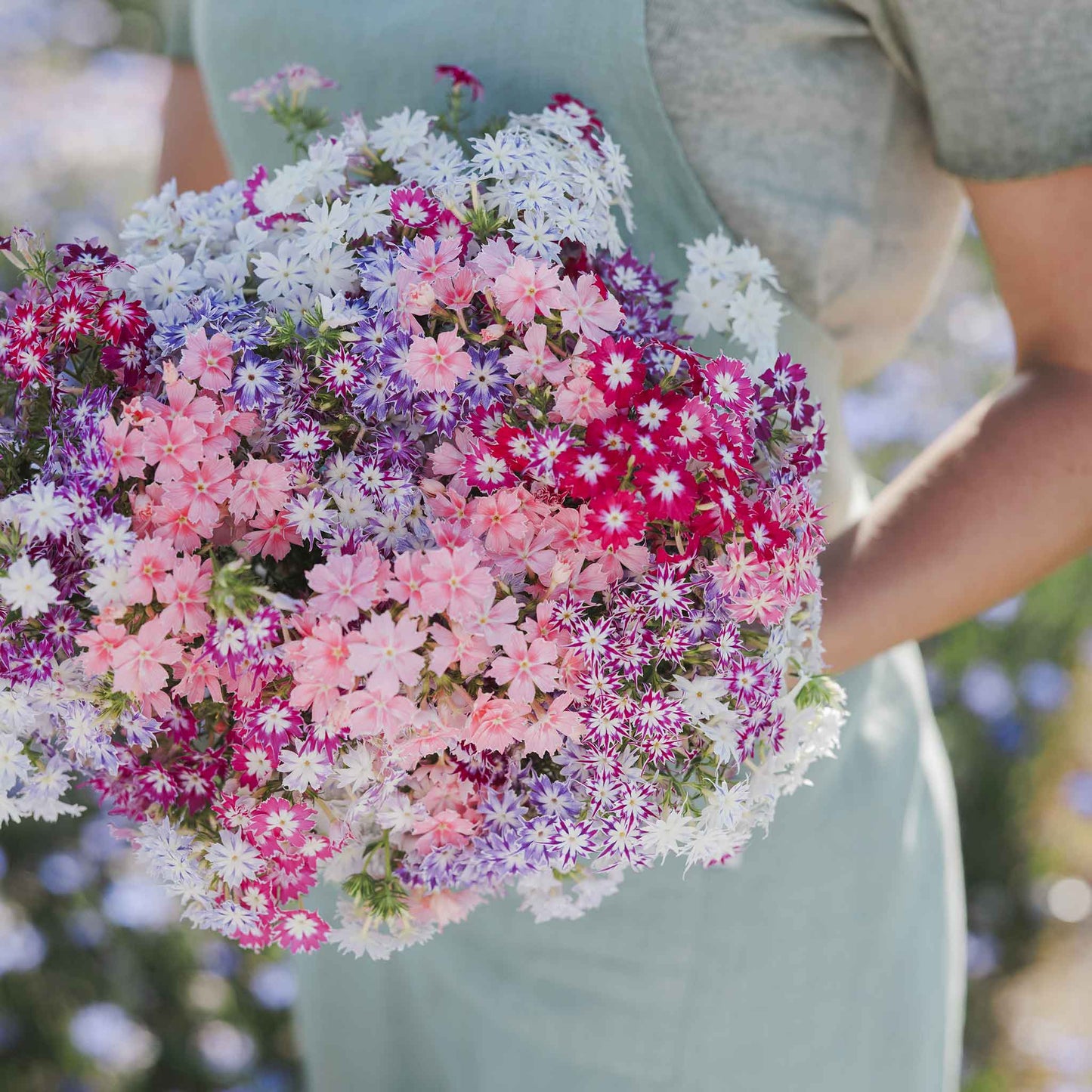 phlox twinkle mix