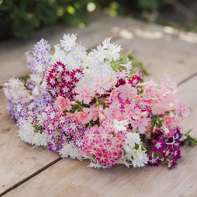 phlox twinkle mix