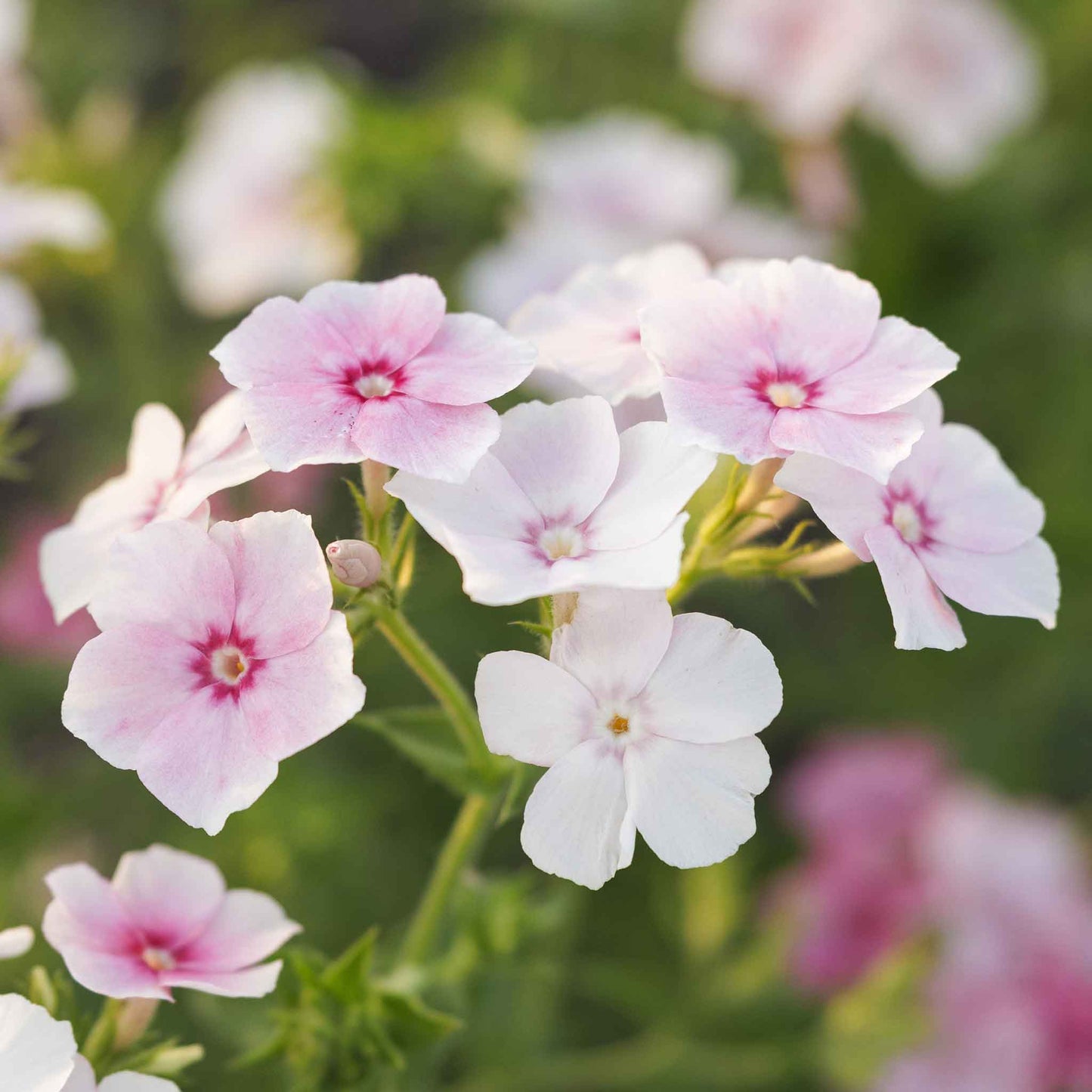 phlox blushing bride