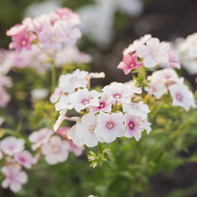 phlox blushing bride