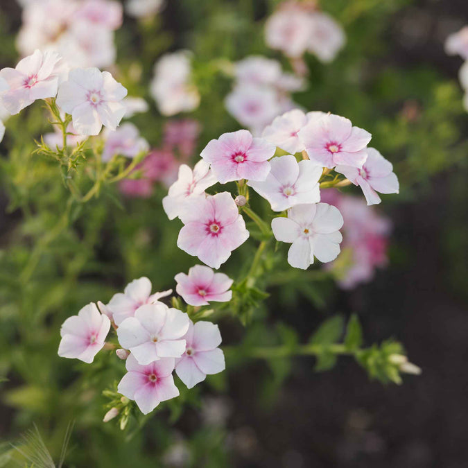 phlox blushing bride