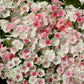 phlox blushing bride