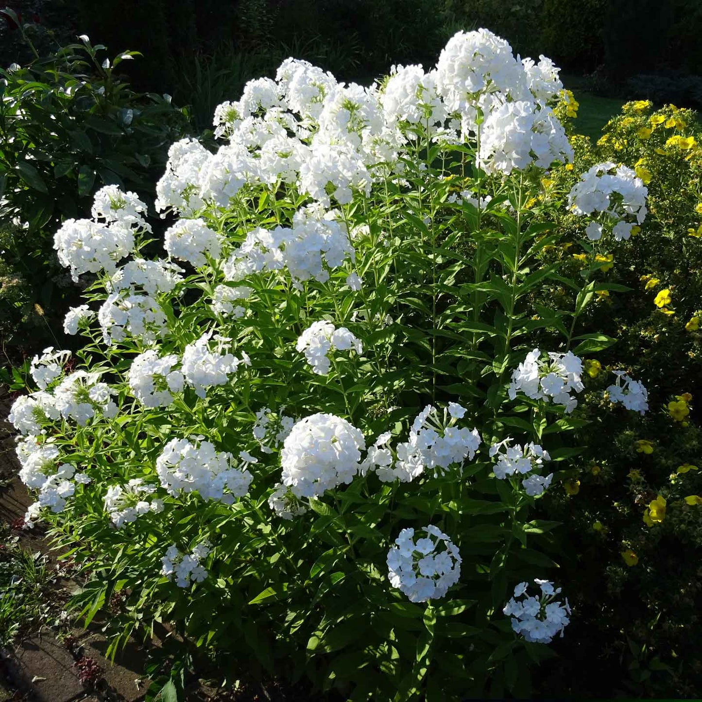 phlox david