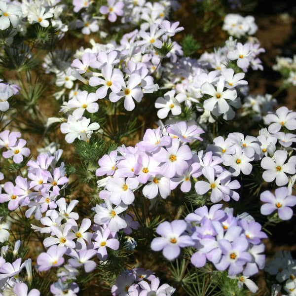 Phlox Seeds Montain Phlox Flower Seeds In Packets And Bulk Eden